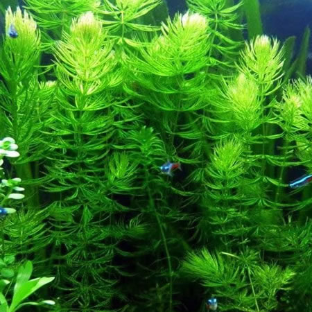 Oxygenating Hornwort