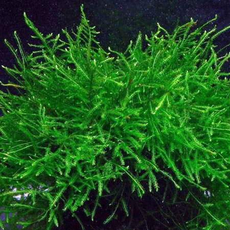 Java Moss