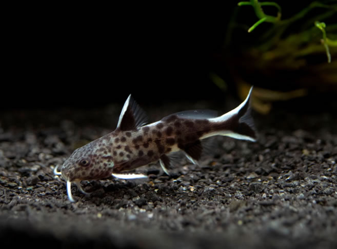 Leopard Catfish (Synodontis Petricola)