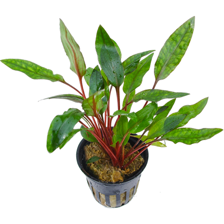 Cryptocoryne wendtii ‘Green’