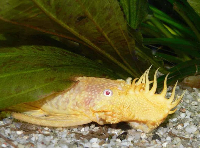 Albino Bristlenose Pleco