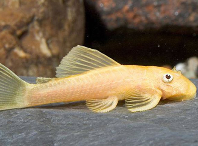 L144a Blue Eyed Bristlenose Pleco