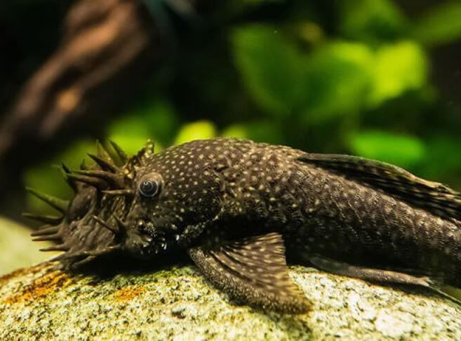 Grey Bristlenose Pleco