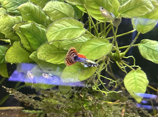 Red Mosaic Dragon Guppy