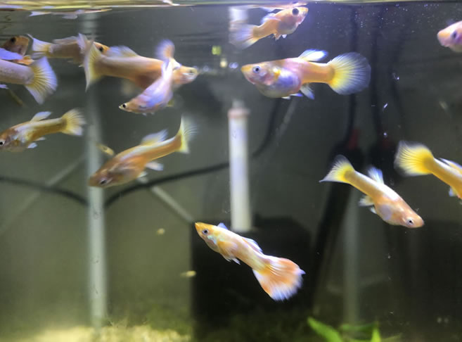 Gold Guppies