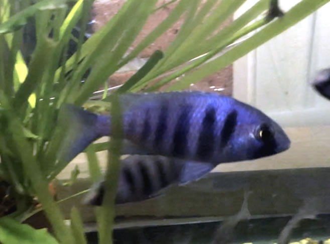 Pheno Star Sapphire Cichlid